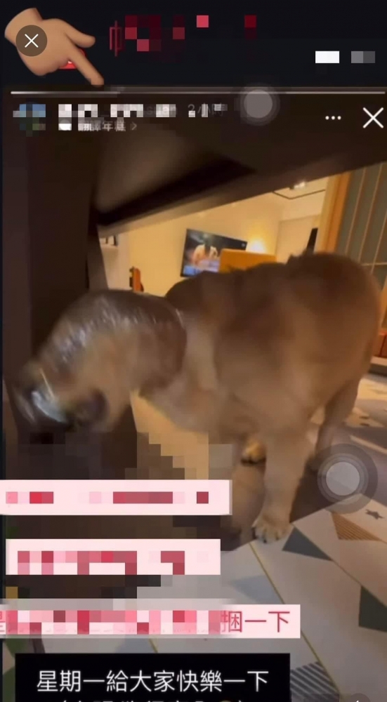 昨日社群平台傳出疑似虐狗情事，一名飼主拿保鮮膜捆住狗狗的臉，認為「狗狗一直撥，覺得很可愛」，甚至還說要讓大家快樂一下，影片曝光後，引發網友撻伐。（圖擷取自Threads）