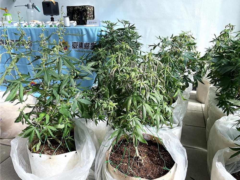 大麻活株。（圖／中央社）