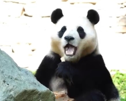 福寶在今年滿4歲時被送回中國大陸，近期卻被粉絲發現，在吃東西時身體出現不自然抖動。（圖擷取自微博）