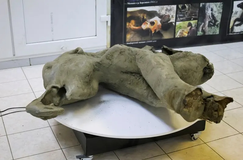 俄羅斯發現迄今保存最完整小長毛象遺體。（圖／擷取自X）
