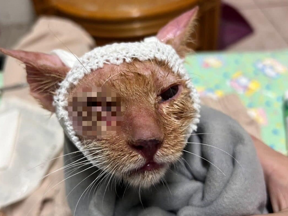 台南橘貓「尼莫」糟飼主楊姓女子以漂白水噴灑頭部，造成牠的臉部與頭部多處灼傷、大面積脫毛。（圖擷取自臉書）