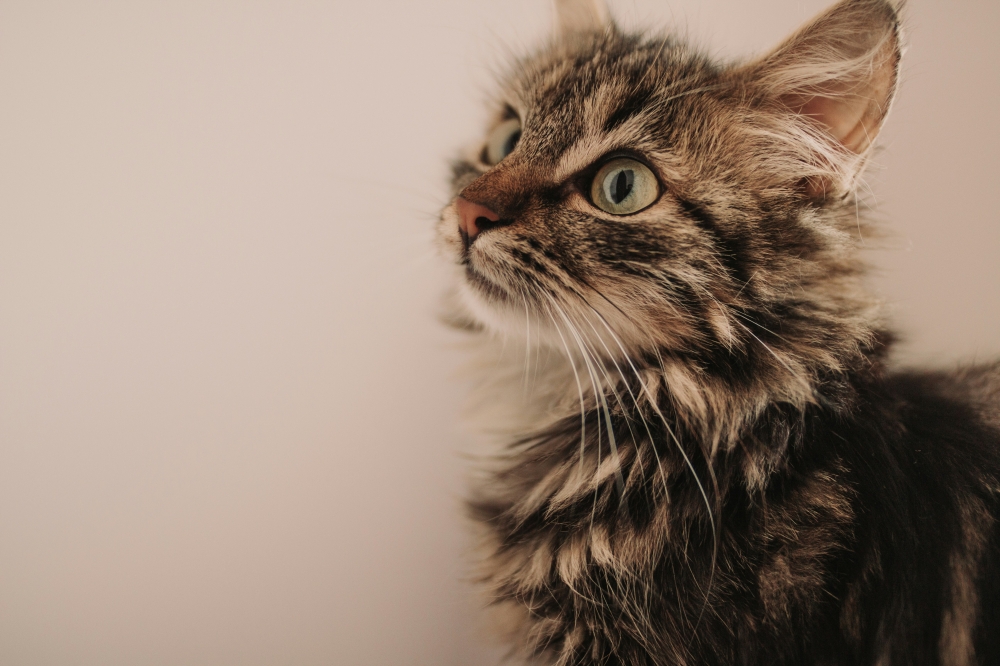 (來源:Photo by Anton Darius on Unsplash)
