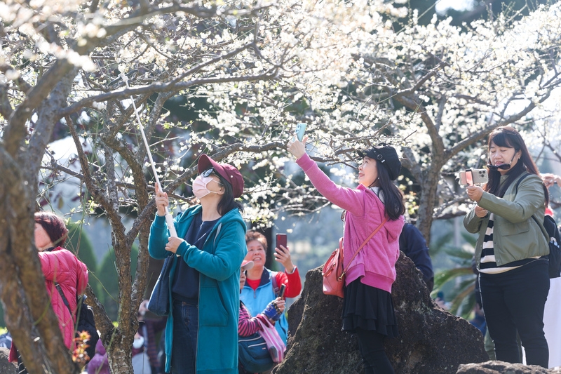 民眾趁好天氣在自由廣場拍攝梅花。( 中央社記者吳家昇攝)