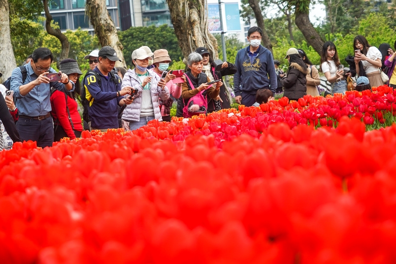 圖為民眾上午趁著好天氣到台北士林官邸公園賞花拍照。( 中央社記者裴禛攝)